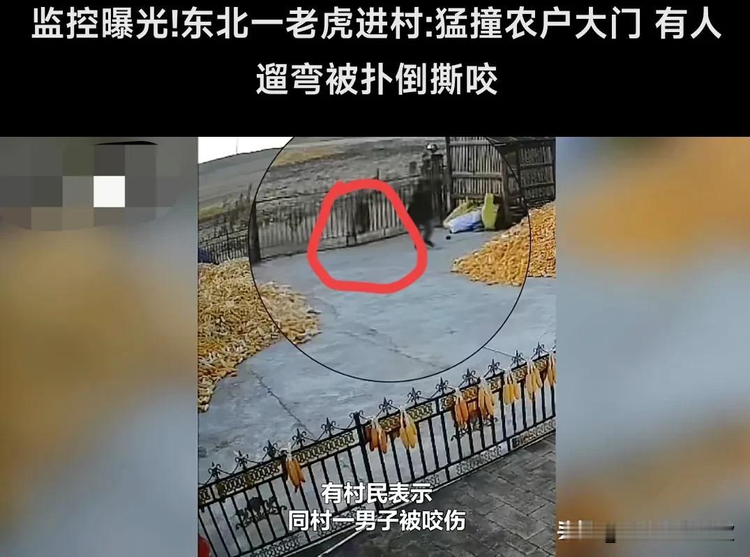 这真的是太吓人了。
11月18日，网曝黑龙江七台河市吉兴乡有老虎进村。监控显示，