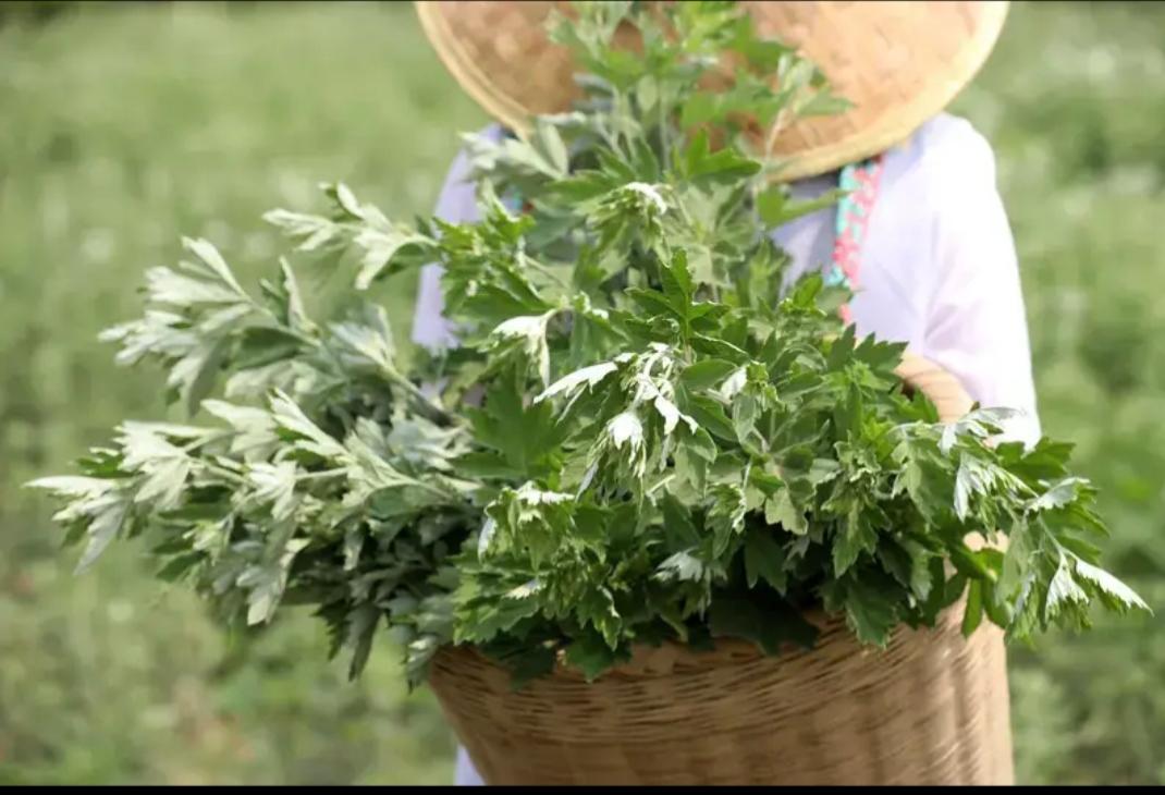 绿野仙踪里，采摘满篮春。谁认识这是什么植物？为什么端午节每家大门上都挂这种东西？