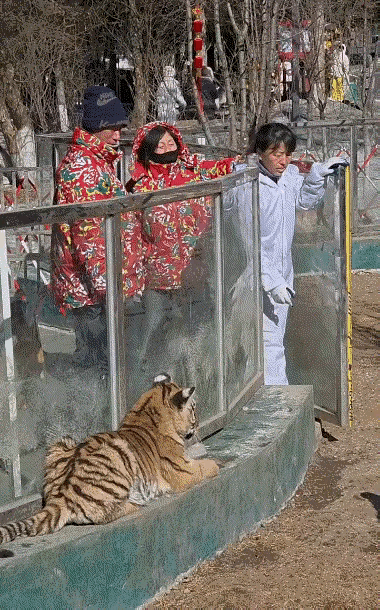 这应该是一些小老虎，显得还比较老实，和一些大猫差不多，显得还非常的乖，不过这些人