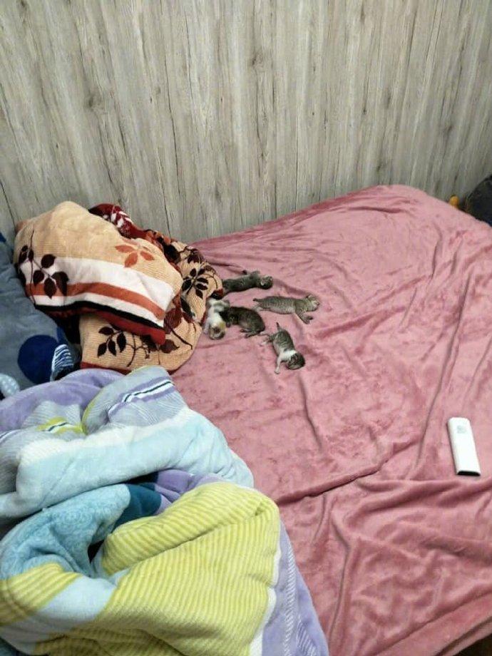 家里喵产崽了 主人出去忘了关房门 回来后就发现这一幕 看来喵妈的意思很明确了..