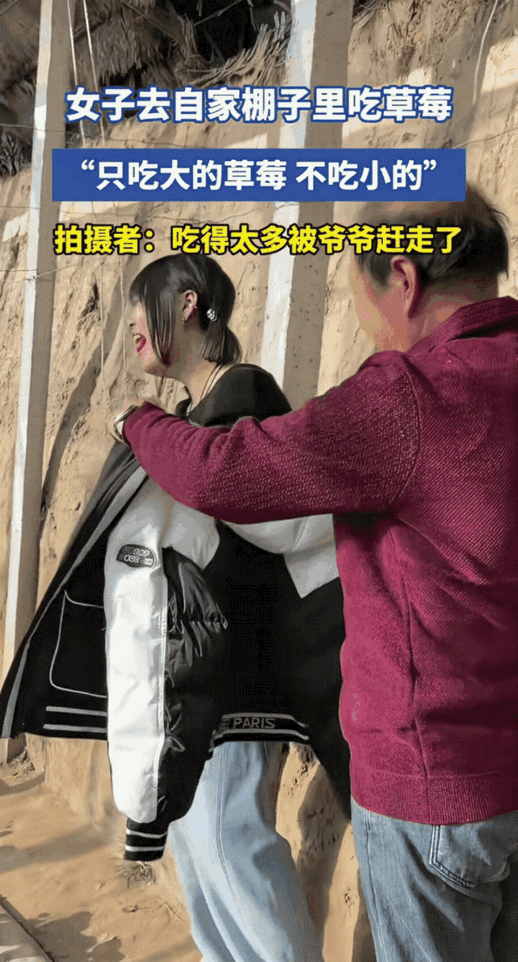 河北一女子带着朋友，直奔自家爷爷的草莓大棚解馋。

谁能料到，这草莓也太香甜了吧