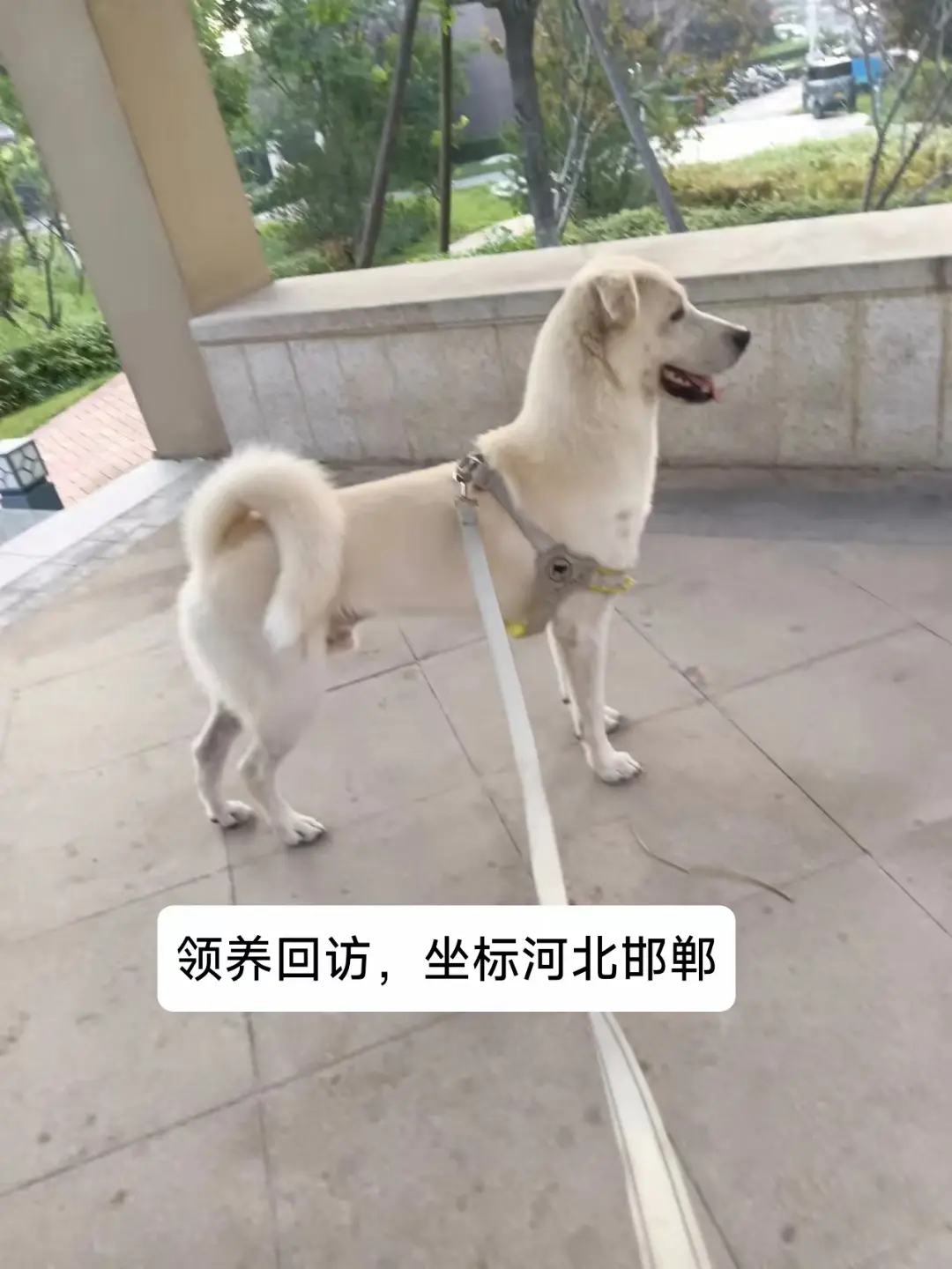领养回访，当时差点冻死在理发店门口的小奶狗。领养代替购买
