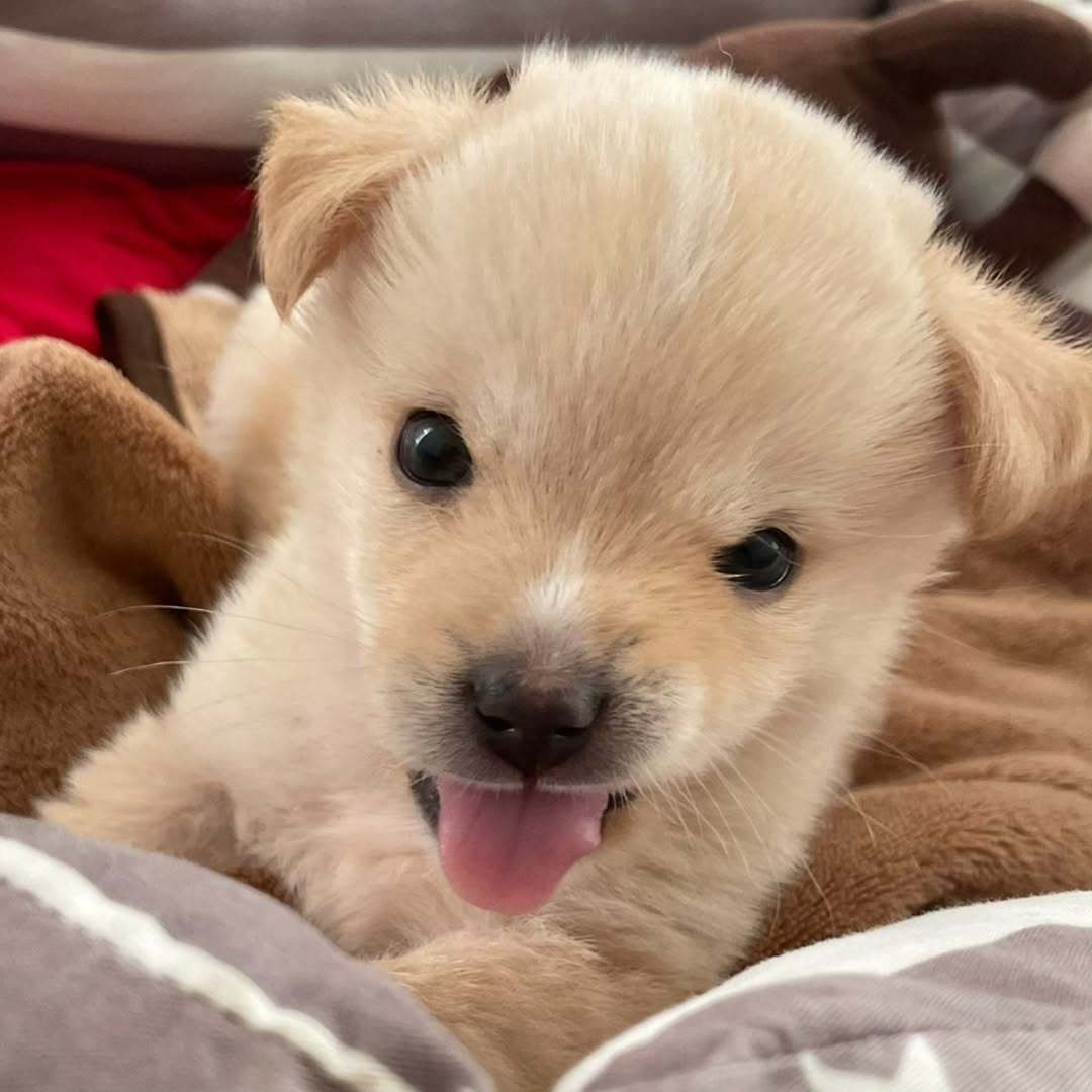 小狗：别惹我！我很凶！啊～ 