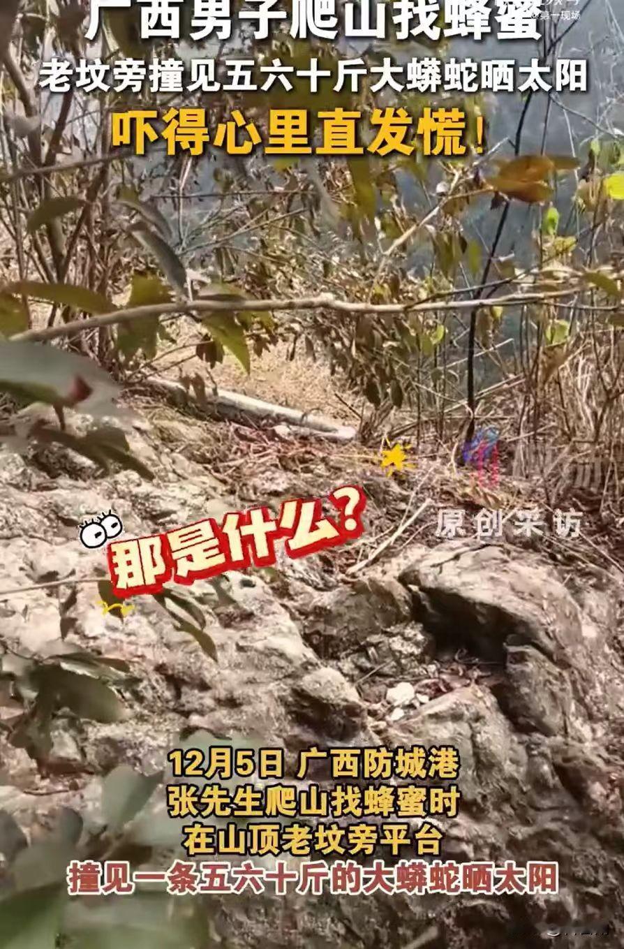 广西防城港一老哥，上周爬山找蜂蜜时，差点一脚踩上一条五六十斤的蟒蛇！谁料这大家伙