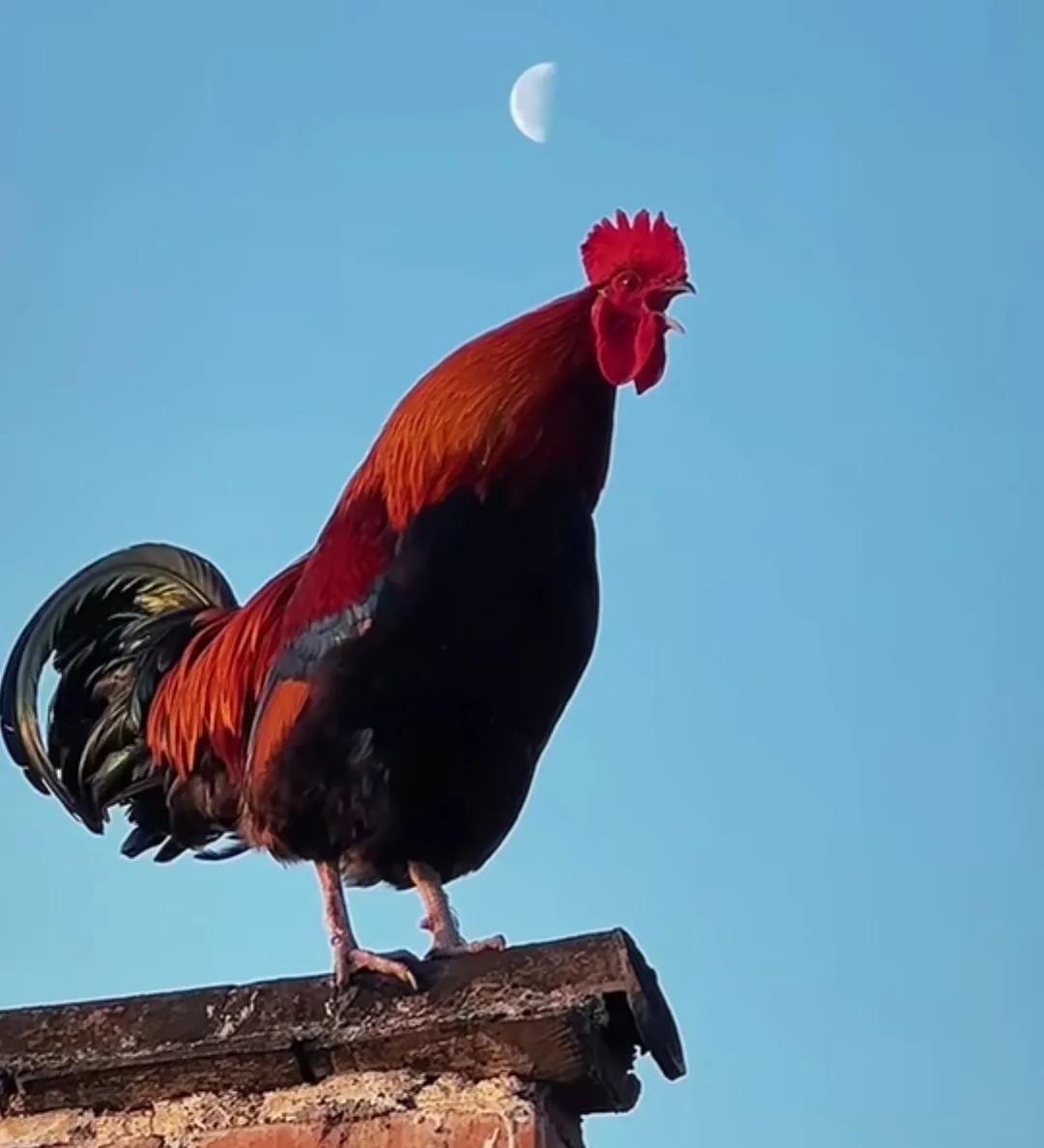 雄鸡一鸣，百病全消，百邪不侵，诸煞全无！