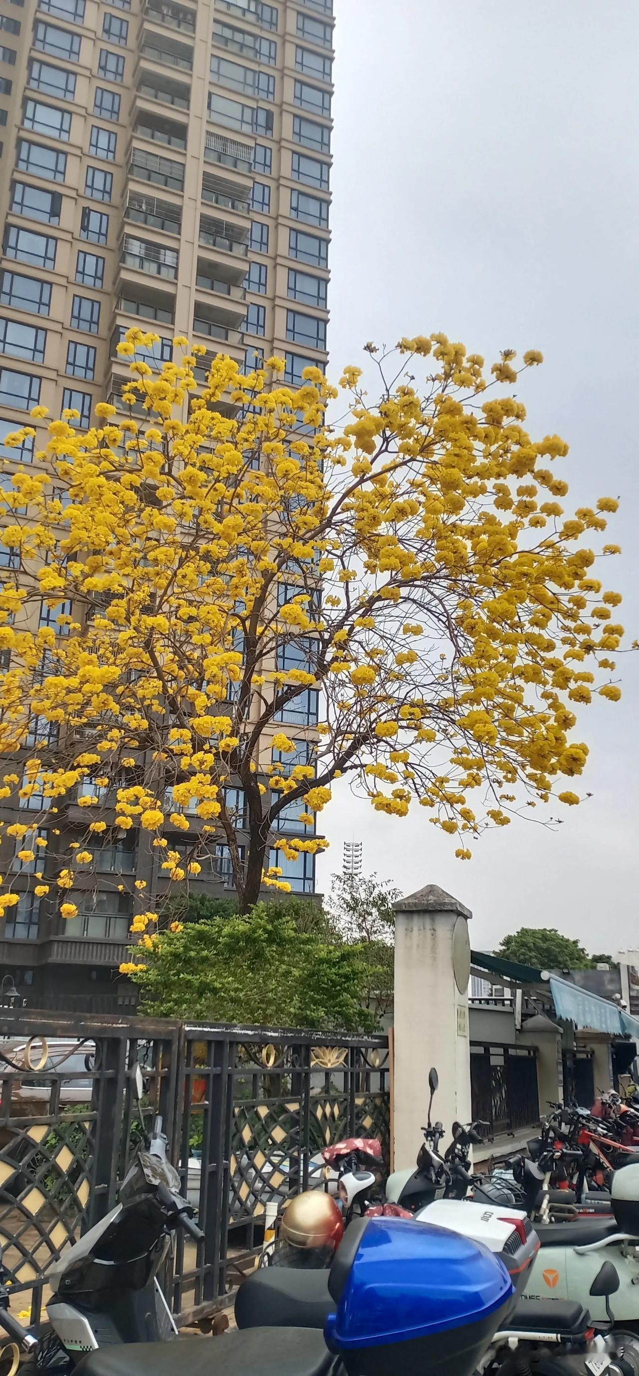 这种花树在很多地方都有，首先要是不能用软件查的我敢保正100个不足1个人认识的，