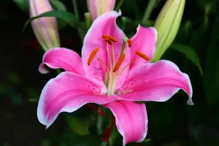七言排律 · 咏百合花

满园灿烂竞芳华，七色纷呈美不赊。
素白泠泠馀暮雪，嫣红