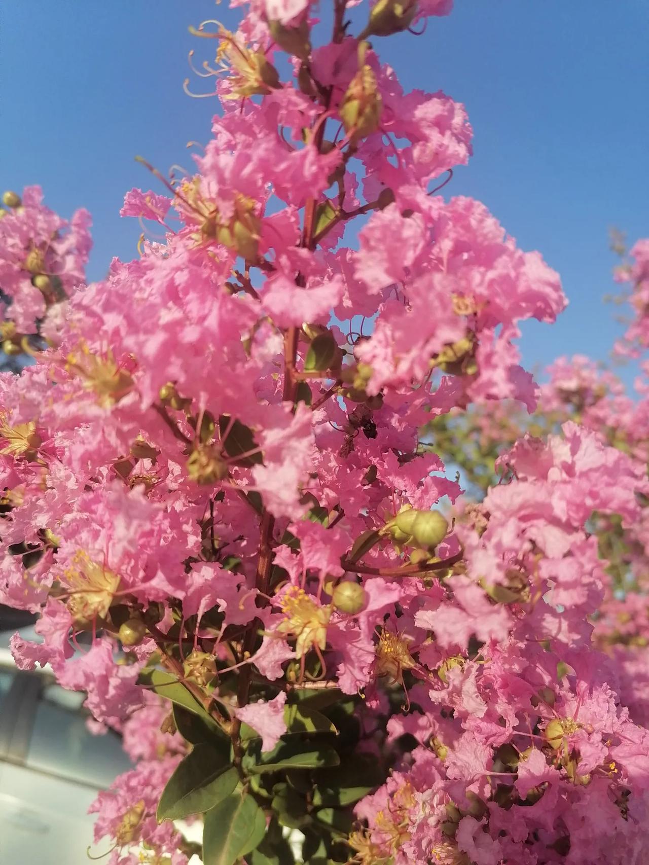 清平乐
桃花
三月桃花，粉色染山川.。蜂蝶飞舞狅欢喜，远望桃山秀。瞬间桃花簇拥。
