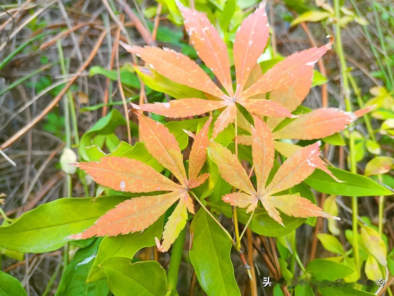 人生的路走走停停是一种闲适，边走边看，那是一种优雅，边走边忘，那是一种豁达