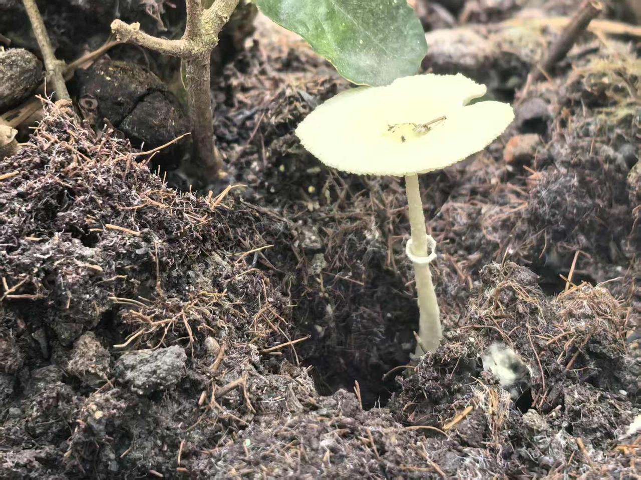 这是什么蘑菇？

夏天的时候曾经在网上买了鸡枞菌的菌种播在花园里，却一直悄无声息