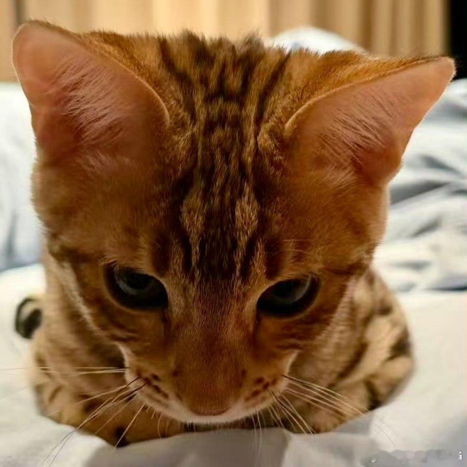 不是铁铁需要🐏铁的咚咚