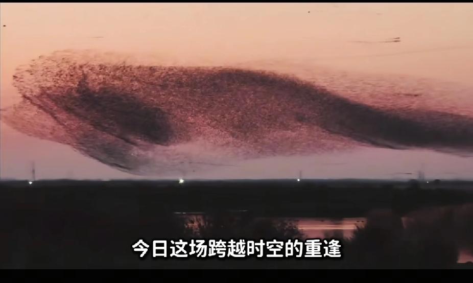 【逍遥游不再是神话，近日，我们与千年巨鲲同行】

“北冥有鱼，其名为鲲。鲲之大，