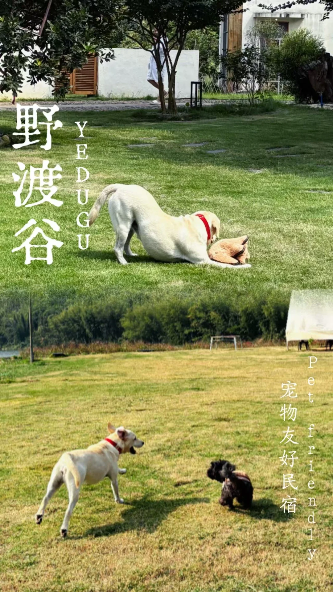 山野是它的游乐场，快乐是我们的共同语言