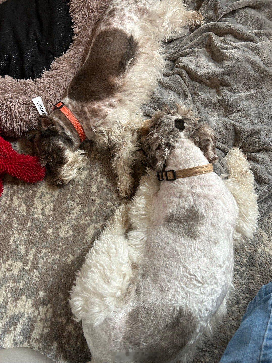 我们家的吉哥在原生家庭无聊了就去他狗妈那里寻求精神安慰。 