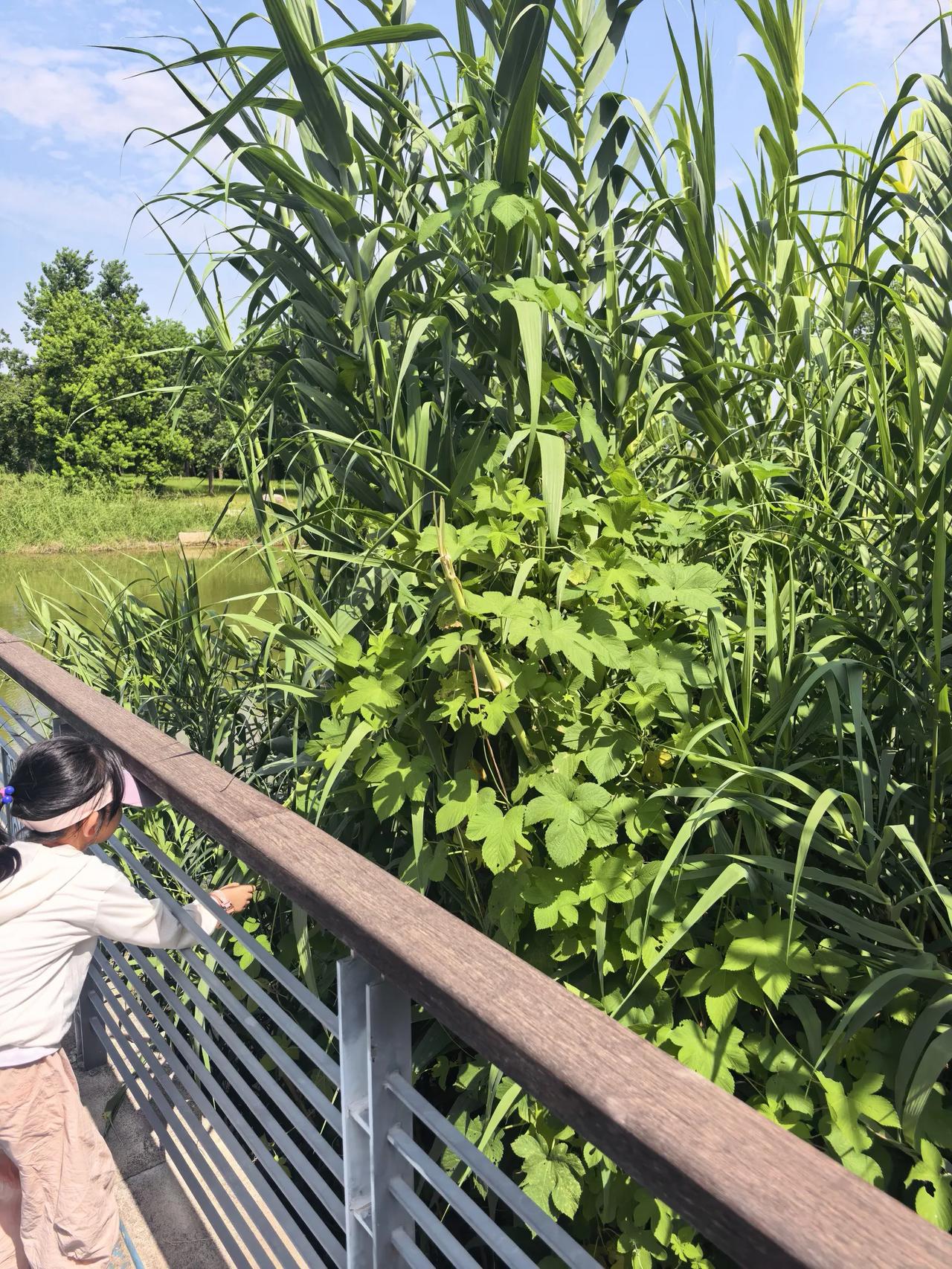 路过河边看到芦苇荡，采了一些新鲜的粽叶，泡了两斤糯米，中午包粽子。
我还是喜欢吃