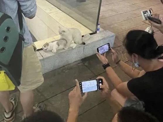 [笑哭]猫猫的隐私呢？