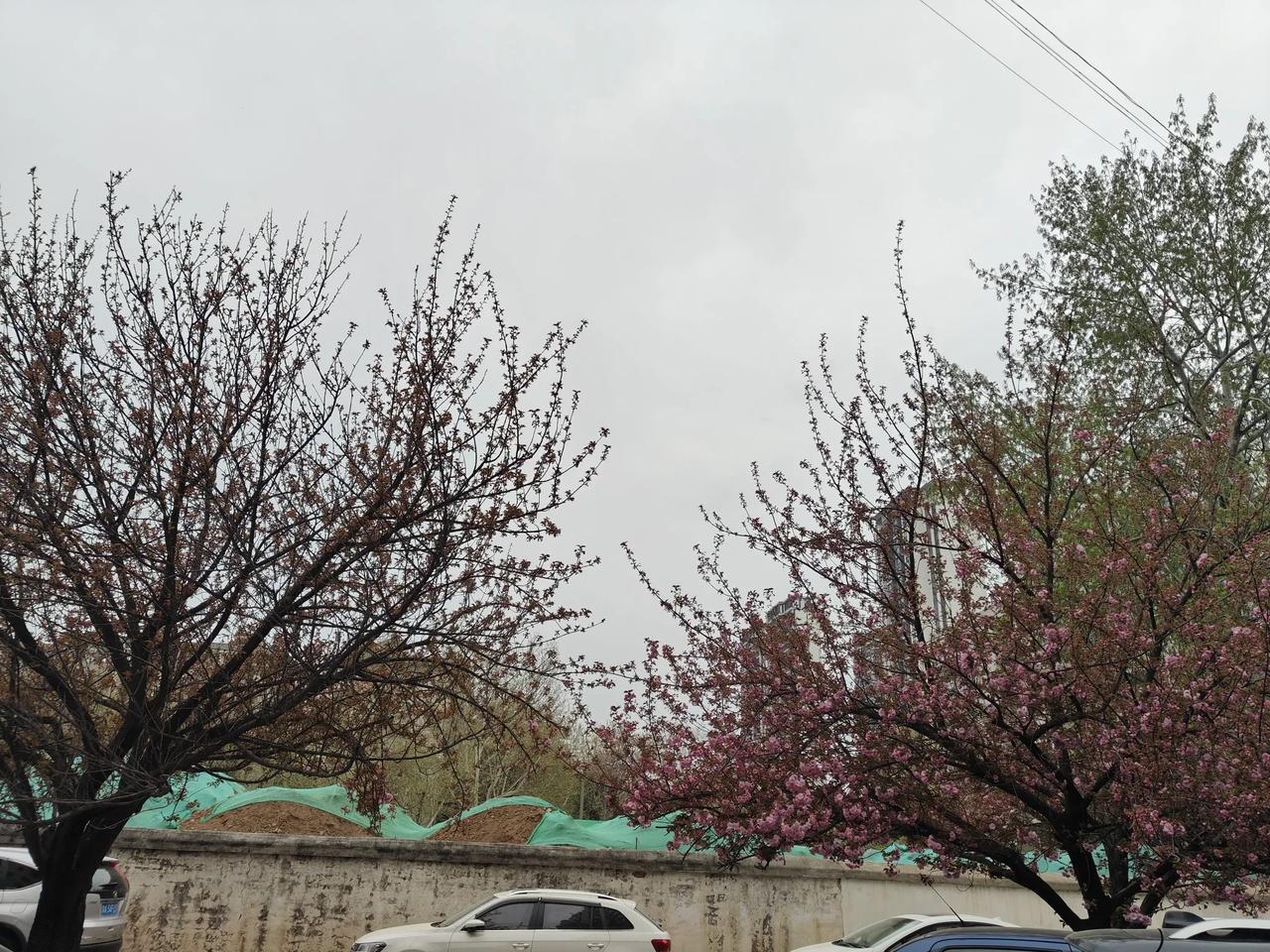 同一地点、同一品种的两颗樱花树。花期不同！！大家说一下原因吧。