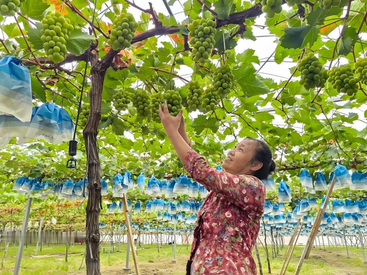 🍇 路过镇平唐营村的时候，被路边一片葡萄架给吸引住了。

大姐随手摘了一串递过