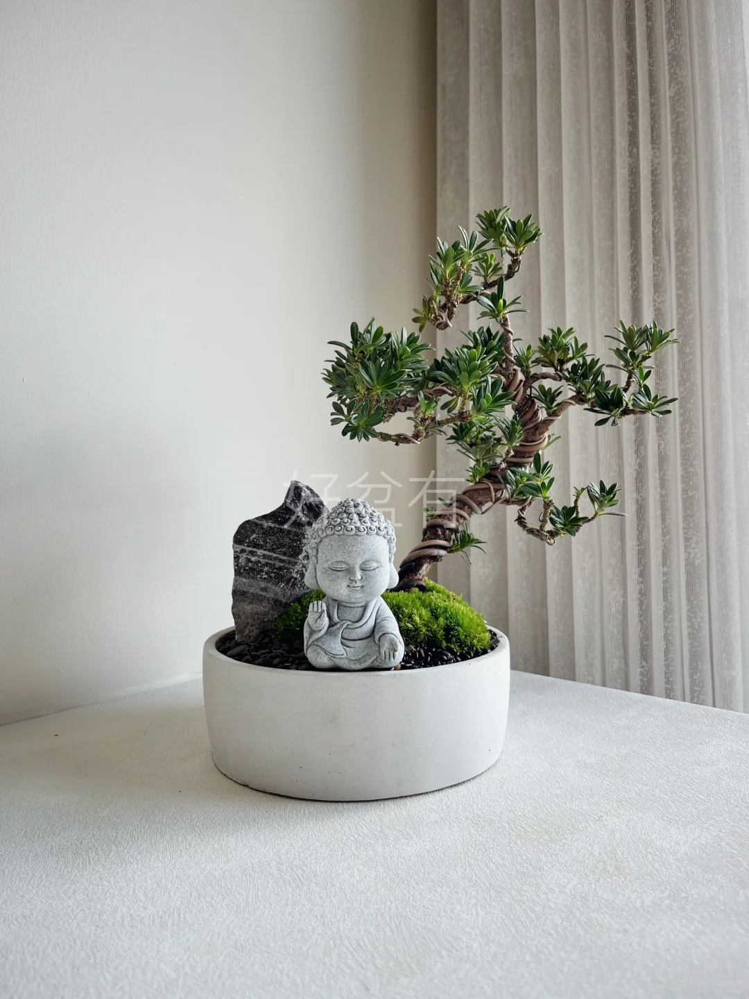 🇲🇾【SOLD】米叶罗汉松盆景