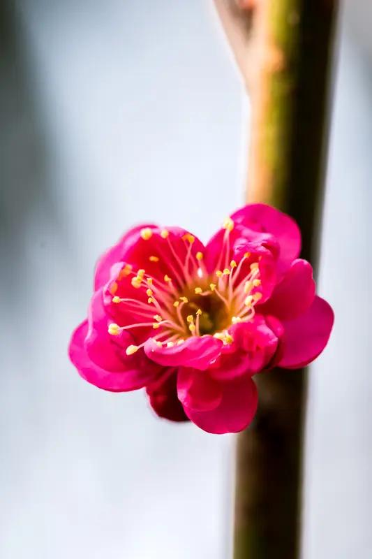 AI妙生图红梅不惧寒。