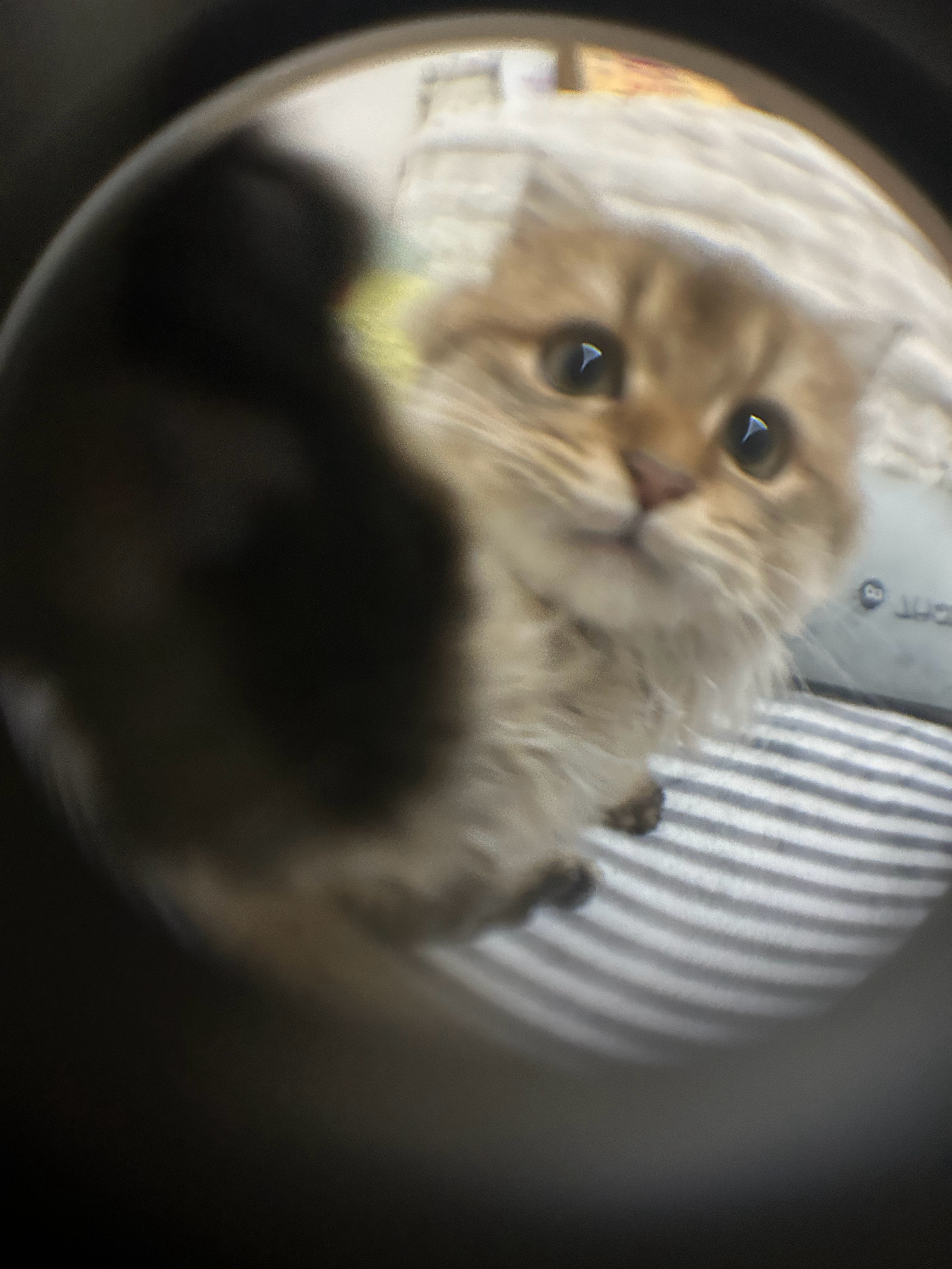 最近的吃吃玩玩和猫猫🐱好喜欢铺满银杏的冬夜啊 