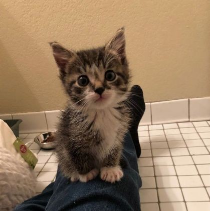 超小只猫猫喔!! ​​​