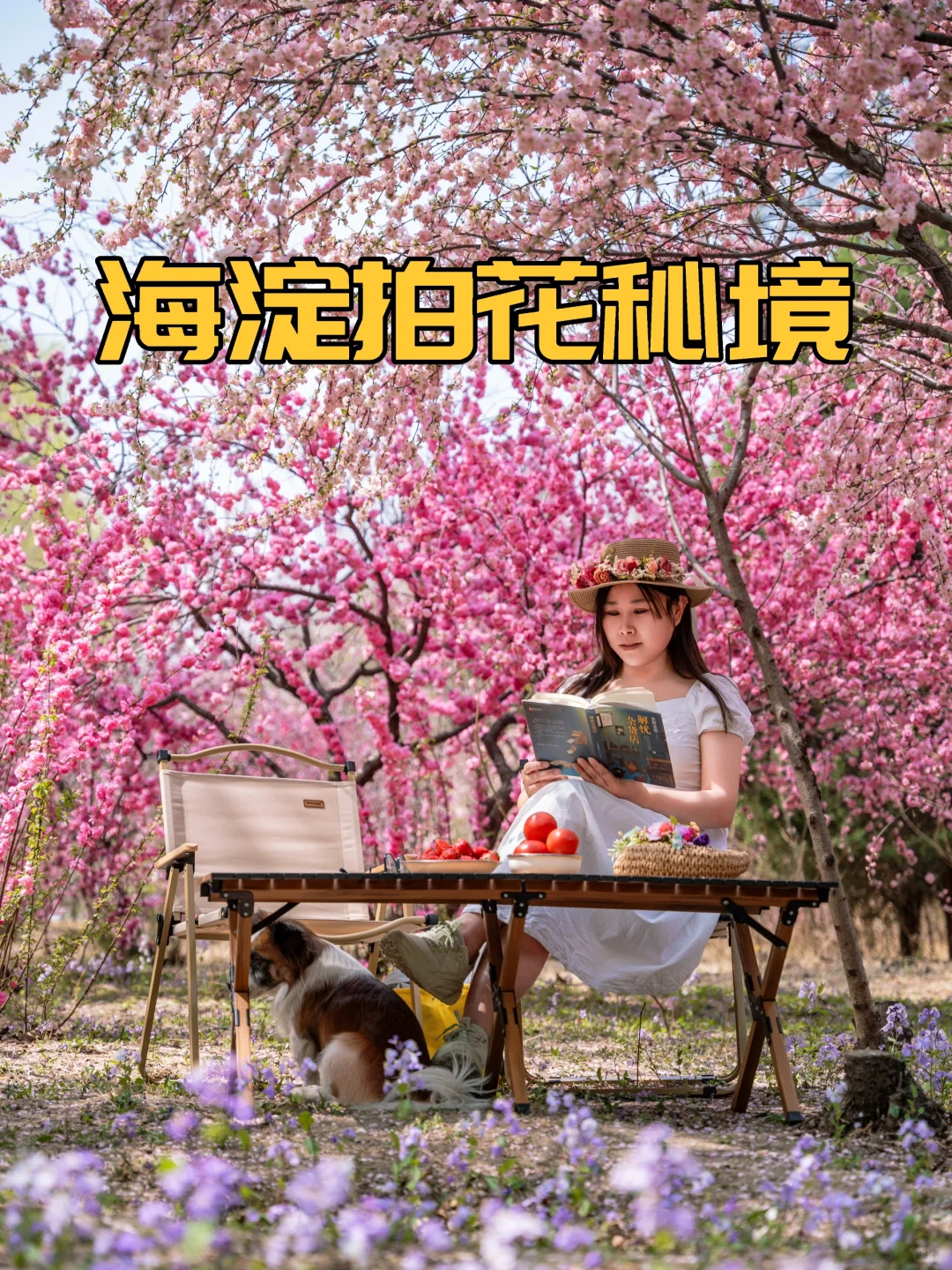 海淀拍花秘境 |快看西二旗北路惊现绝美花花