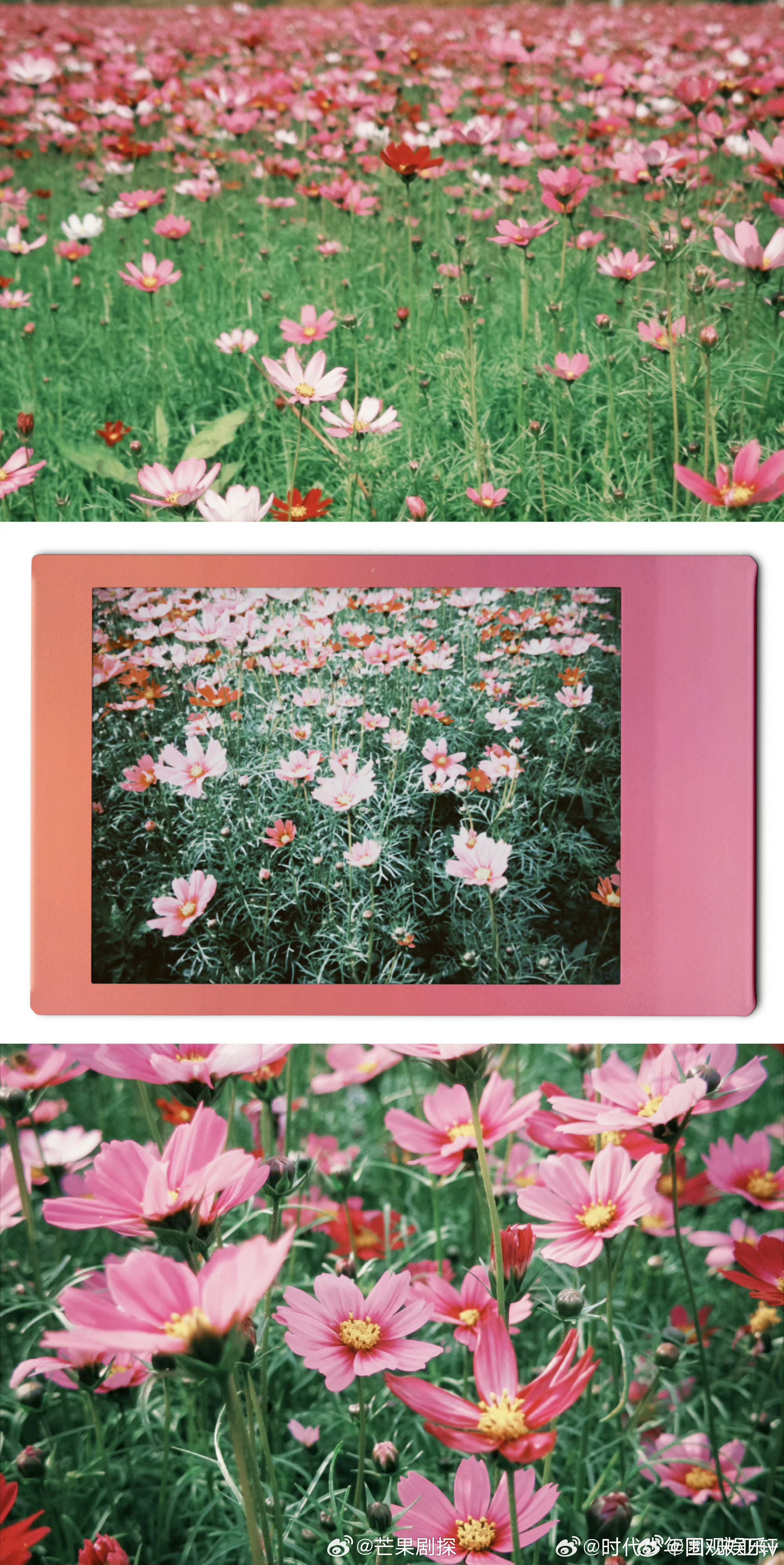 宋亚轩发了冰萃白玫瑰宋亚轩给大家送花祝妇女节快乐 宋亚轩发了冰萃白玫瑰祝妇女节快