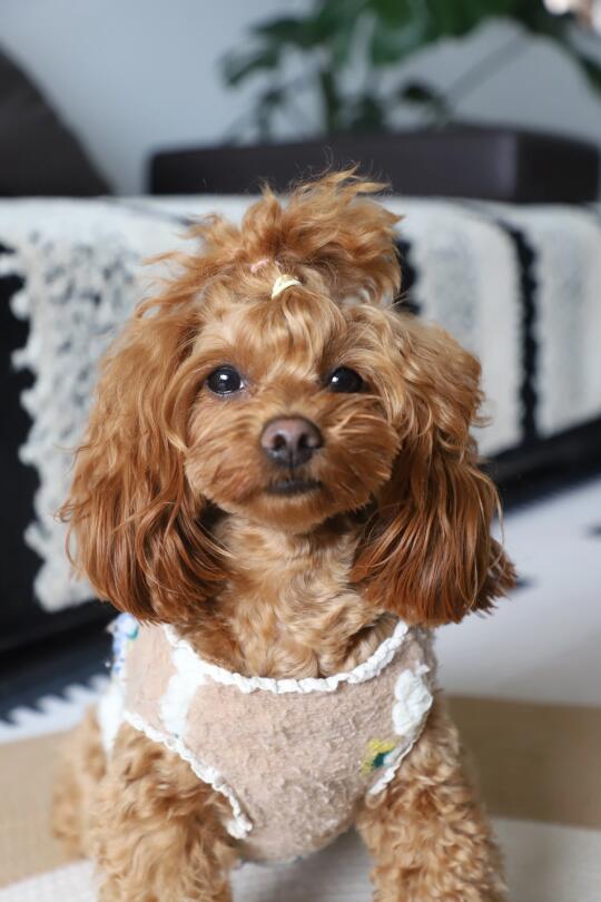 我的狗狗是家人