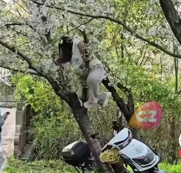 为拍美照爬断20年樱花树，这下真赔大了！
 
4月6日，上海顾村公园，一位女子为