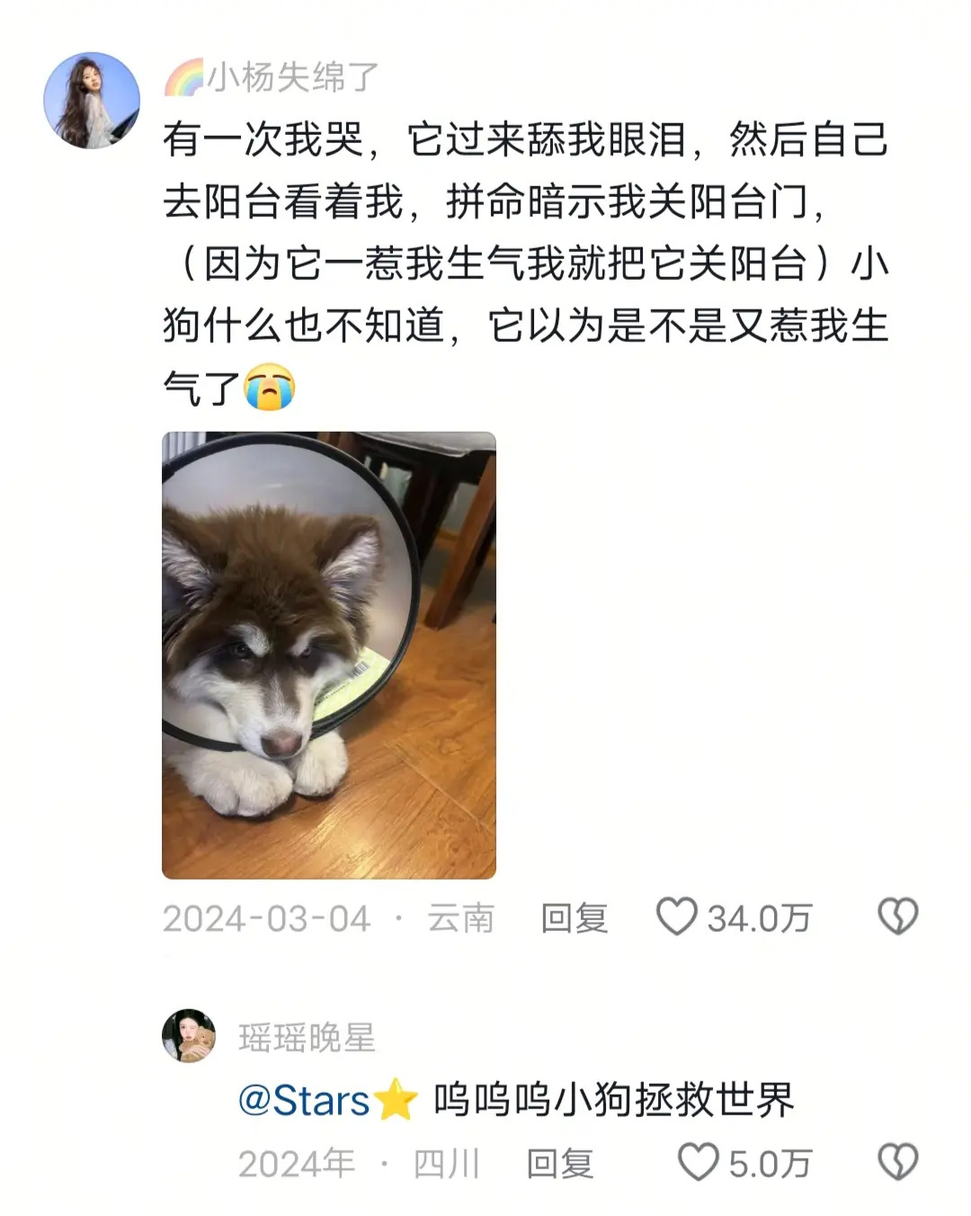 HLE冠军小猫小狗不会说话但会用行动表达🥹 