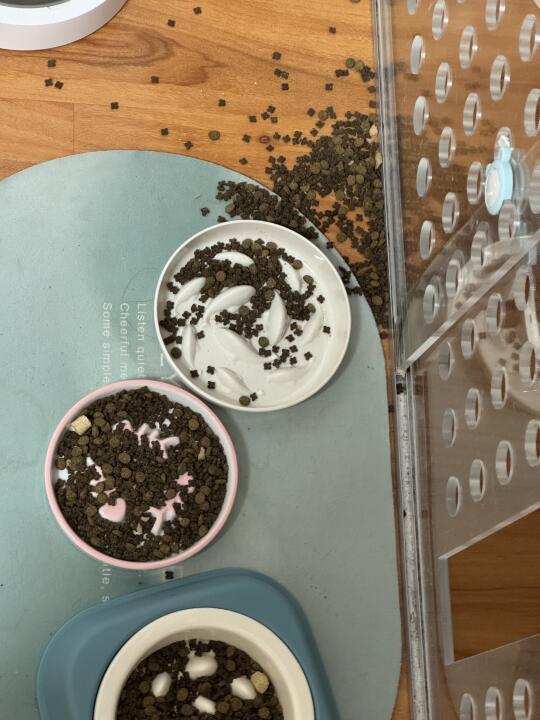 猫：敢给我吃减脂粮，我就敢翻了这碗饭😠