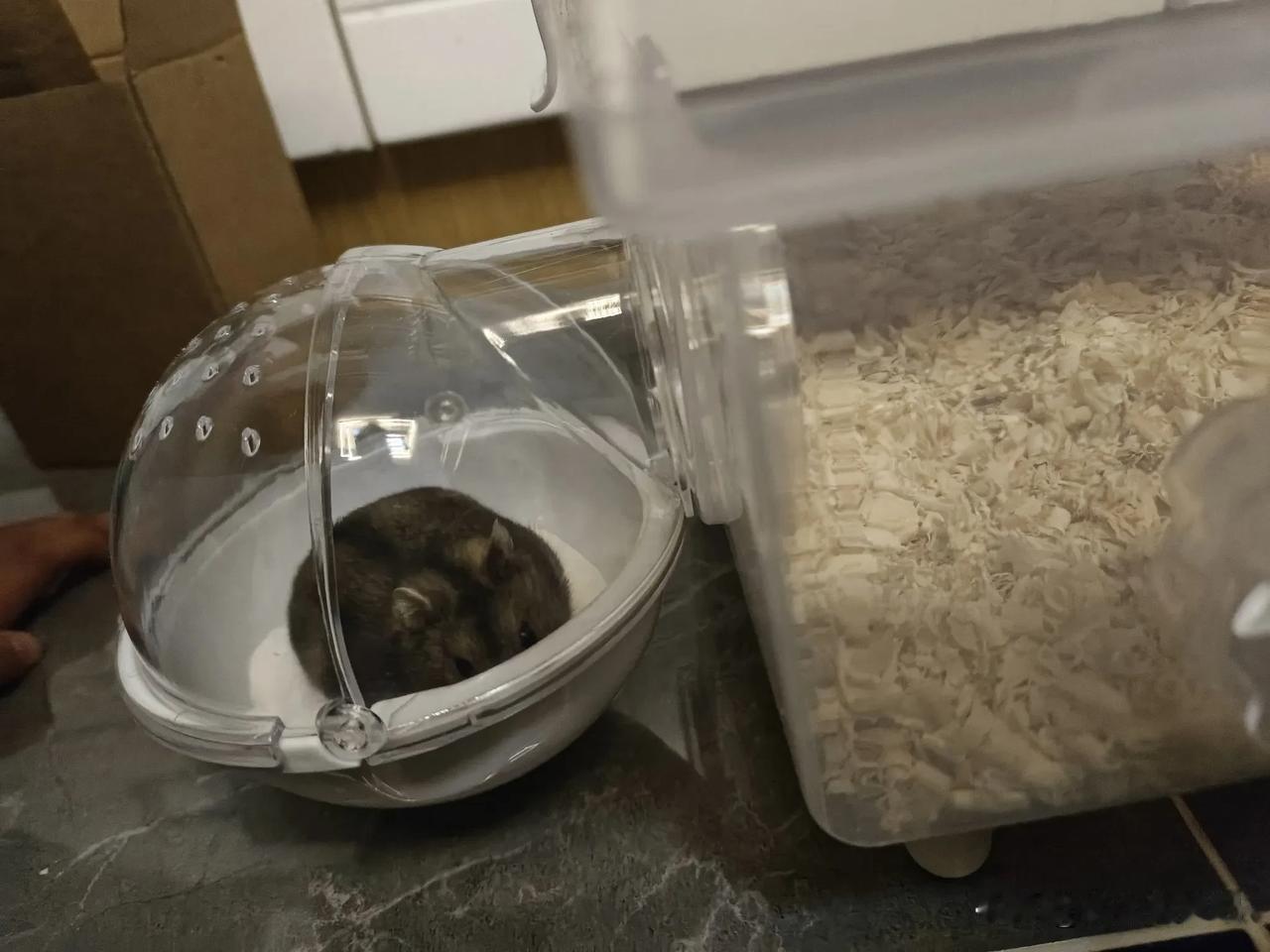 万能生活指南新的笼子有个管道还挺好玩，老鼠爱钻洞是天性，他们爱叼着食物跑管道里吃