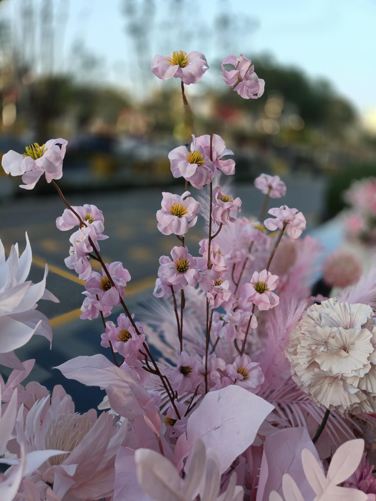 随手拍原创图片分享美丽的花朵