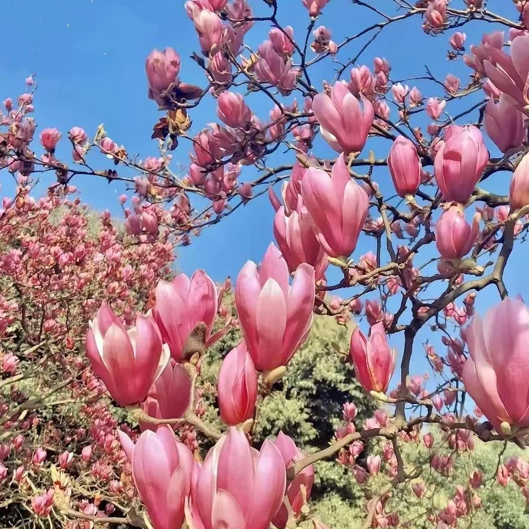 晨曦中的繁花……