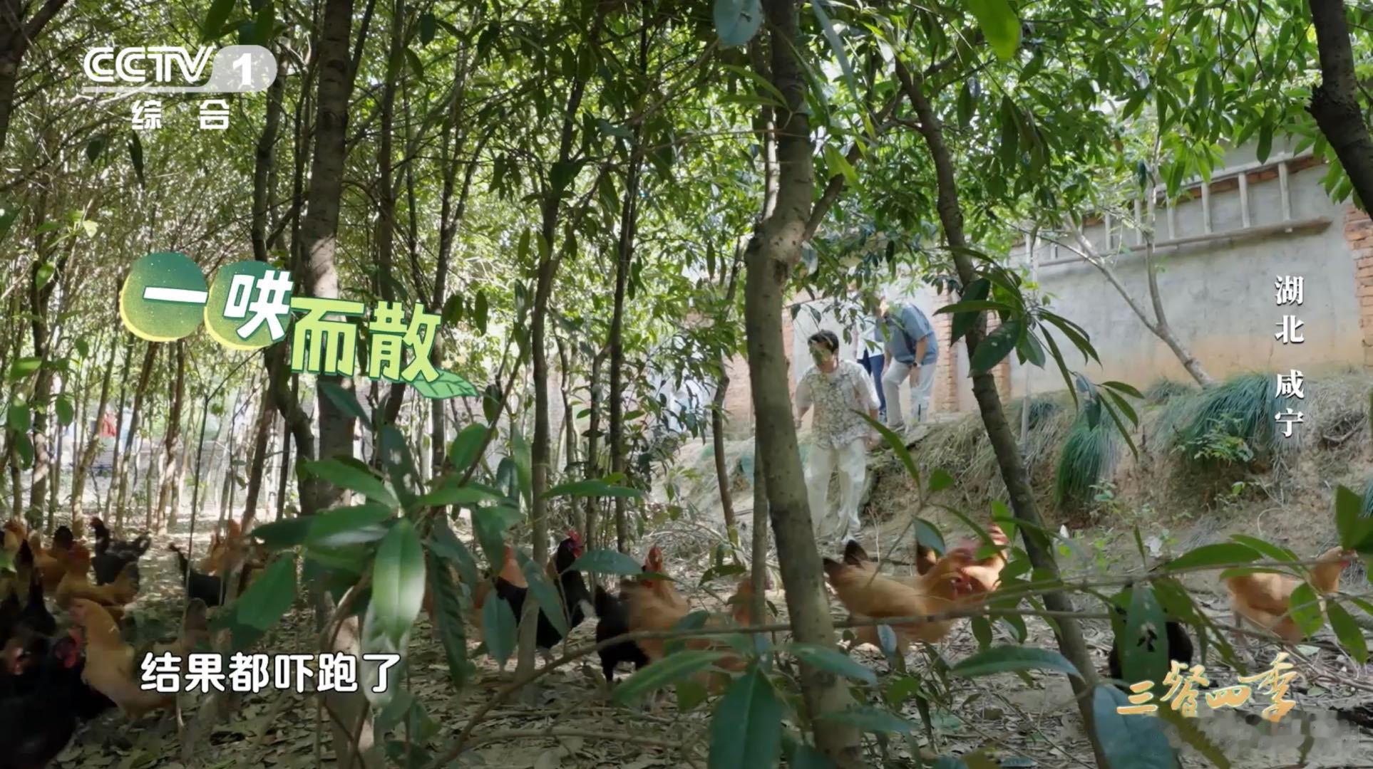 #王祖蓝被飞鸡吓到目瞪口呆# #王祖蓝阻拦不住的飞鸡# 连也阻拦不了的飞鸡到底长