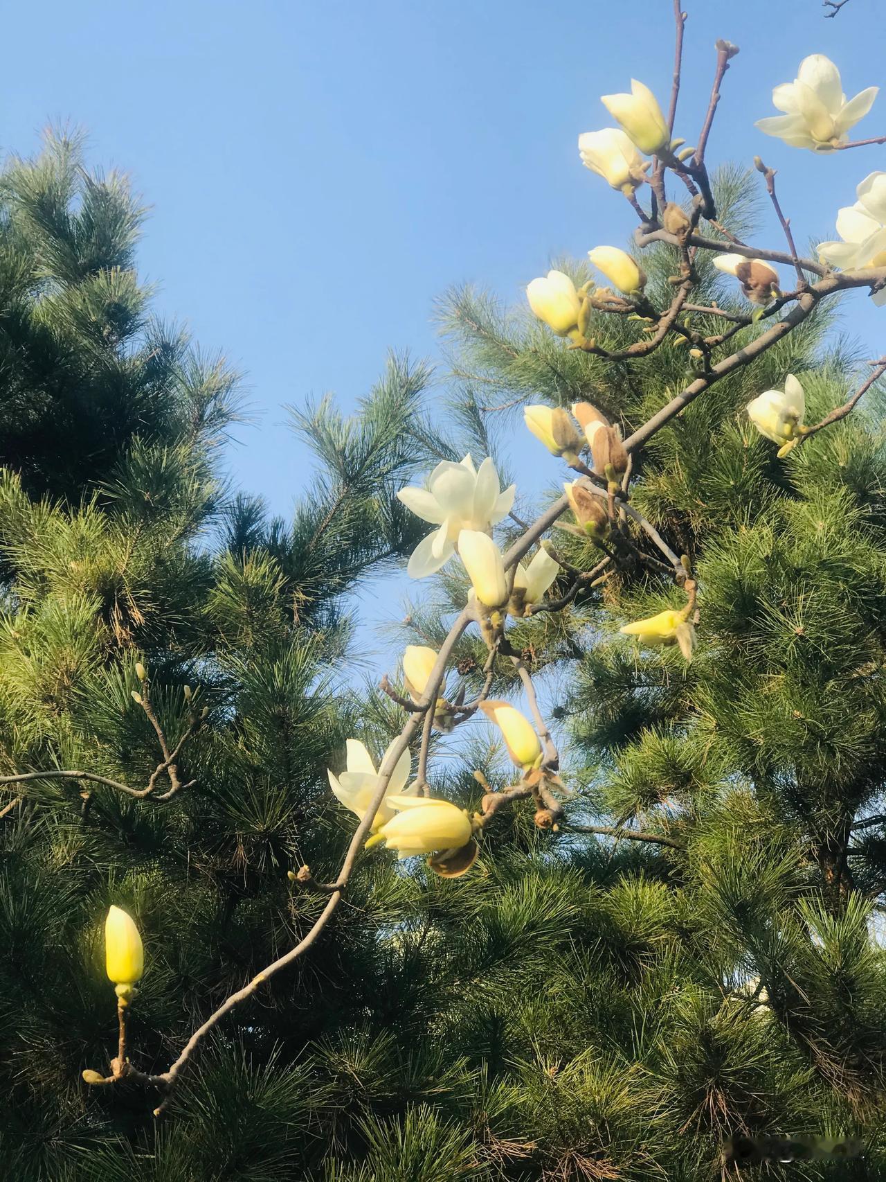 有没有漂亮的花朵图片