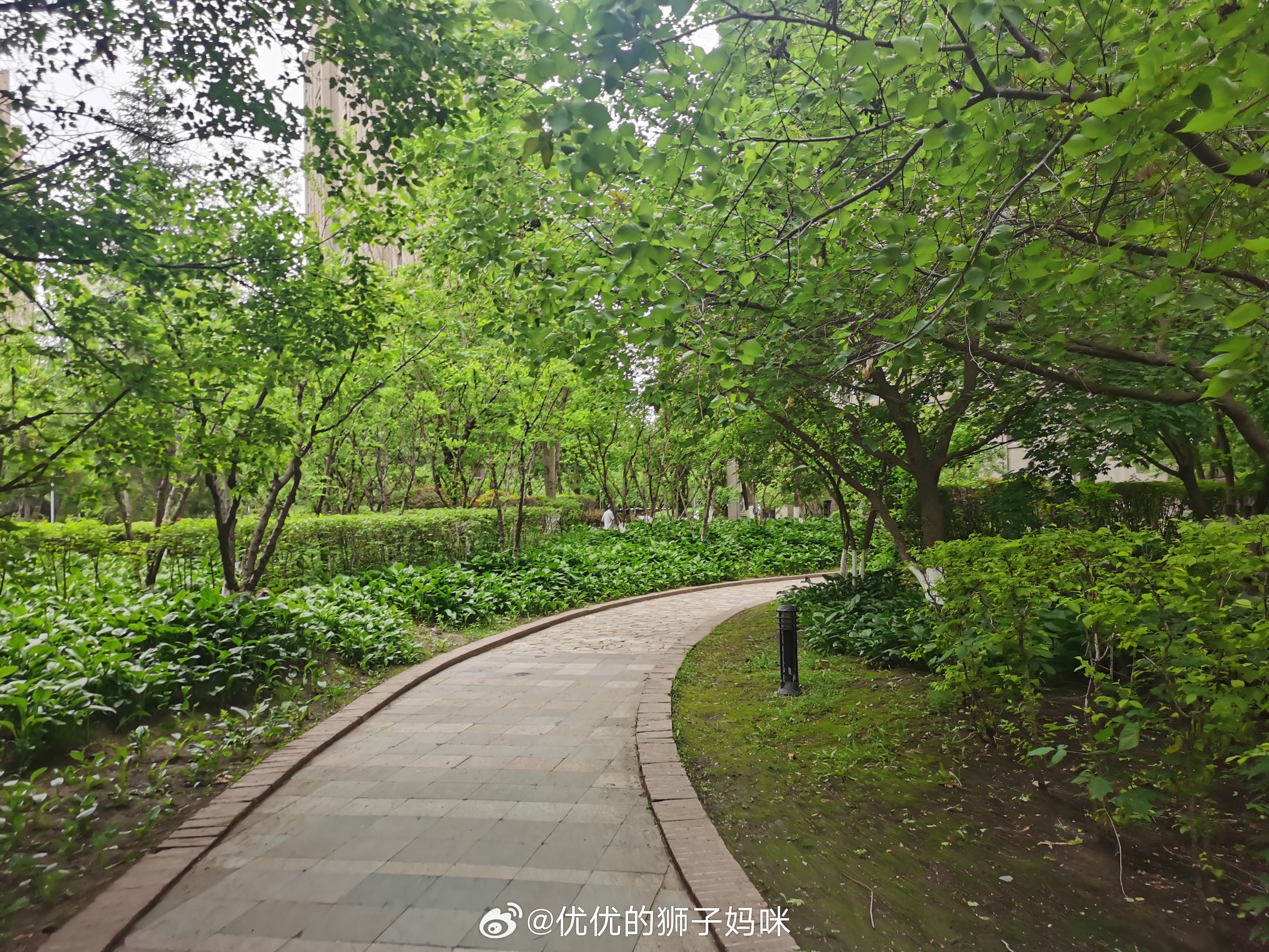 天气预报显示，今天晚上7点要下雨☔️，晚饭后在小区里匆匆忙忙的走了2圈，赶紧回家