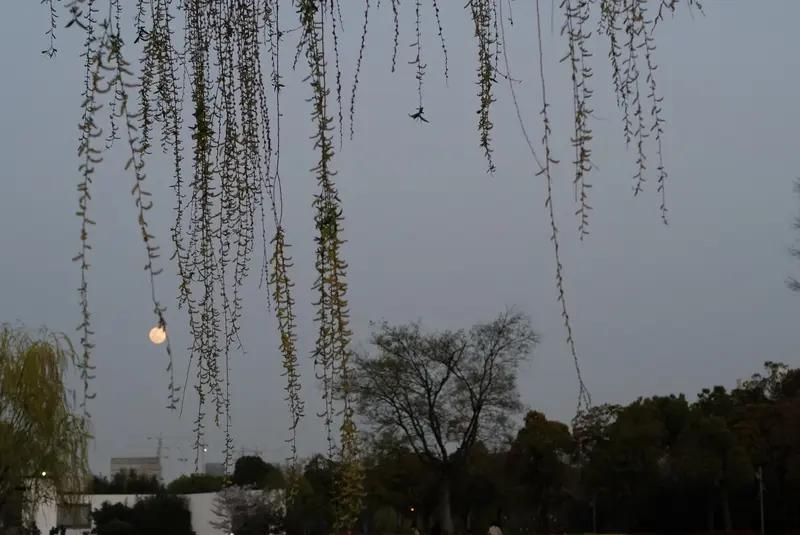 要说带月的诗句，我脑海里立马浮现出“月上柳梢头，人约黄昏后”。这句诗出自北宋欧阳