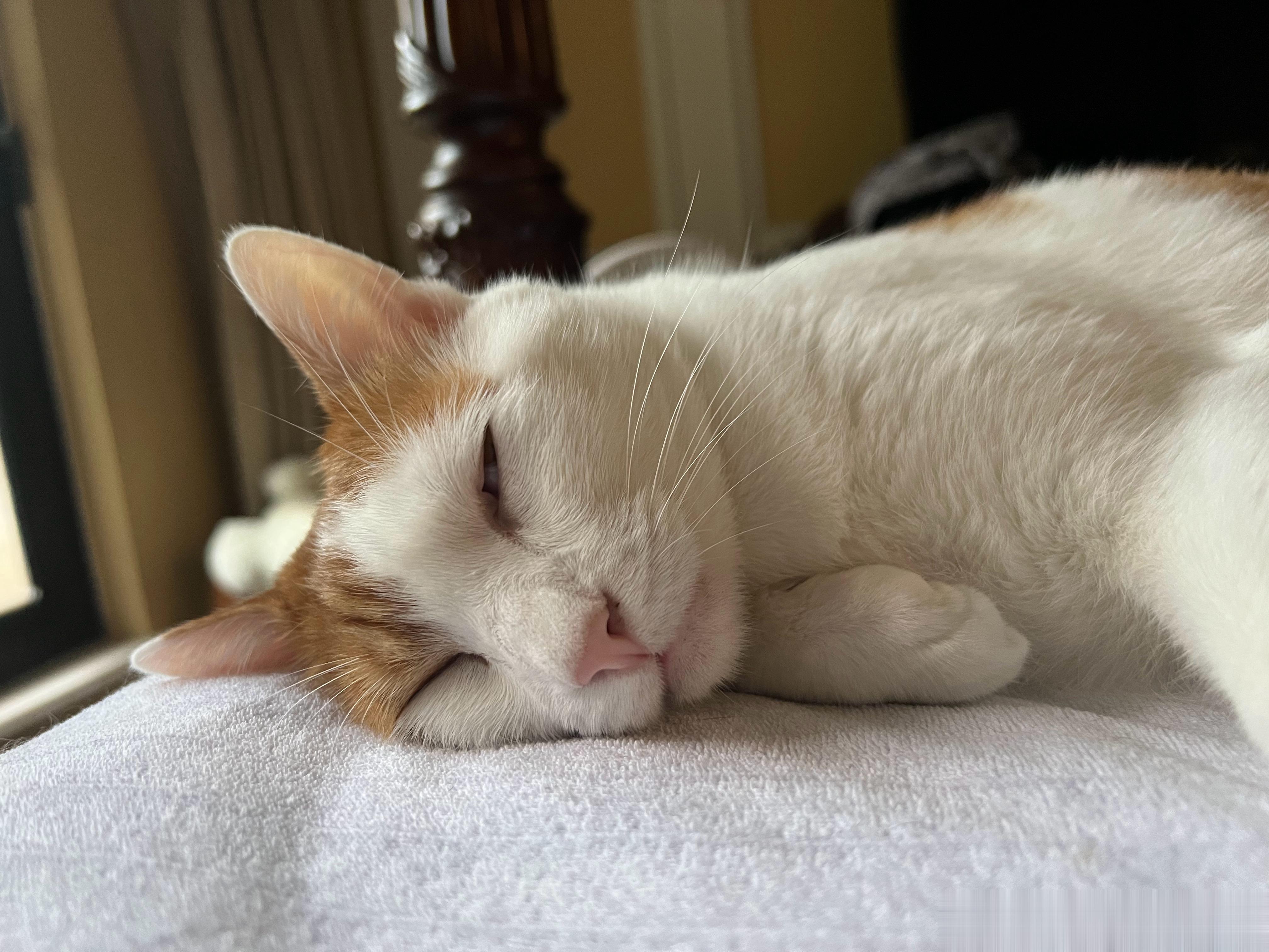 猴猴说好了啊，下周家务活你一半我一半，咱俩谁都不能偷懒，你要罢工我就死定了，我要