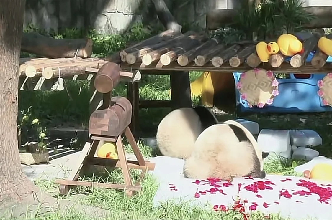 哈哈哈哈哈可可爱爱变汤圆