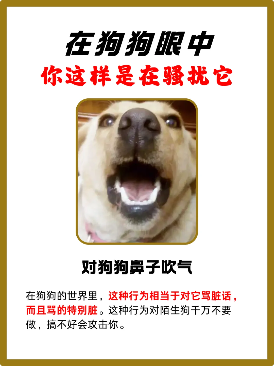 🐶【狗狗的心声：这些行为是在打扰我😟】