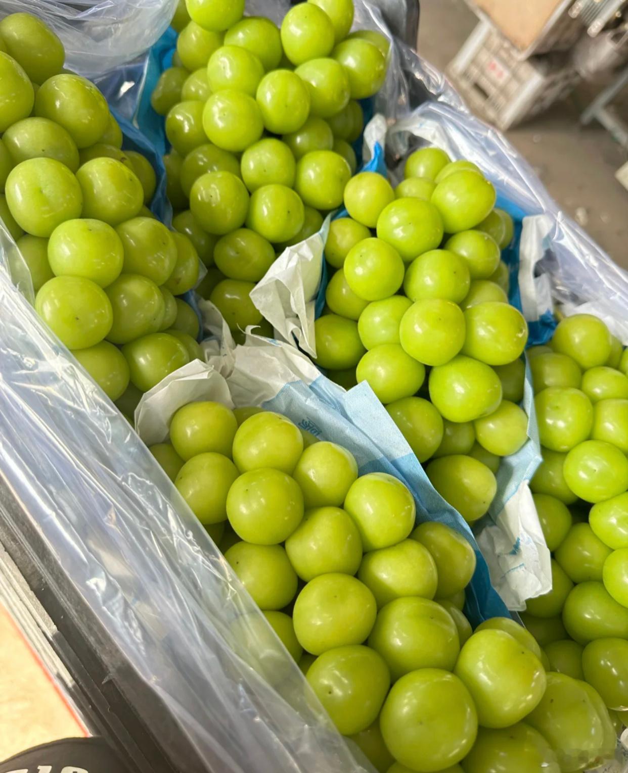 好想吃青提 