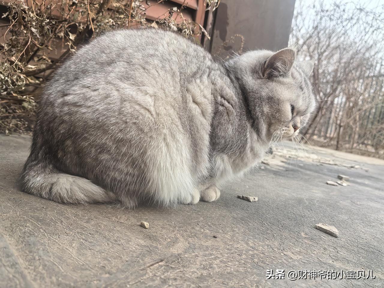 断尾银渐层的尾巴终于不再感染流脓，它这么多年吃的苦想必只有它自己知道吧！

这是