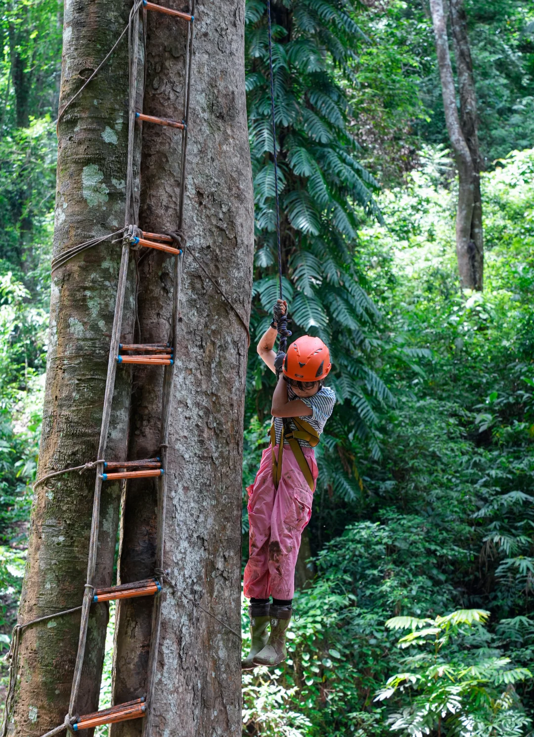 麒麟叶只是背景