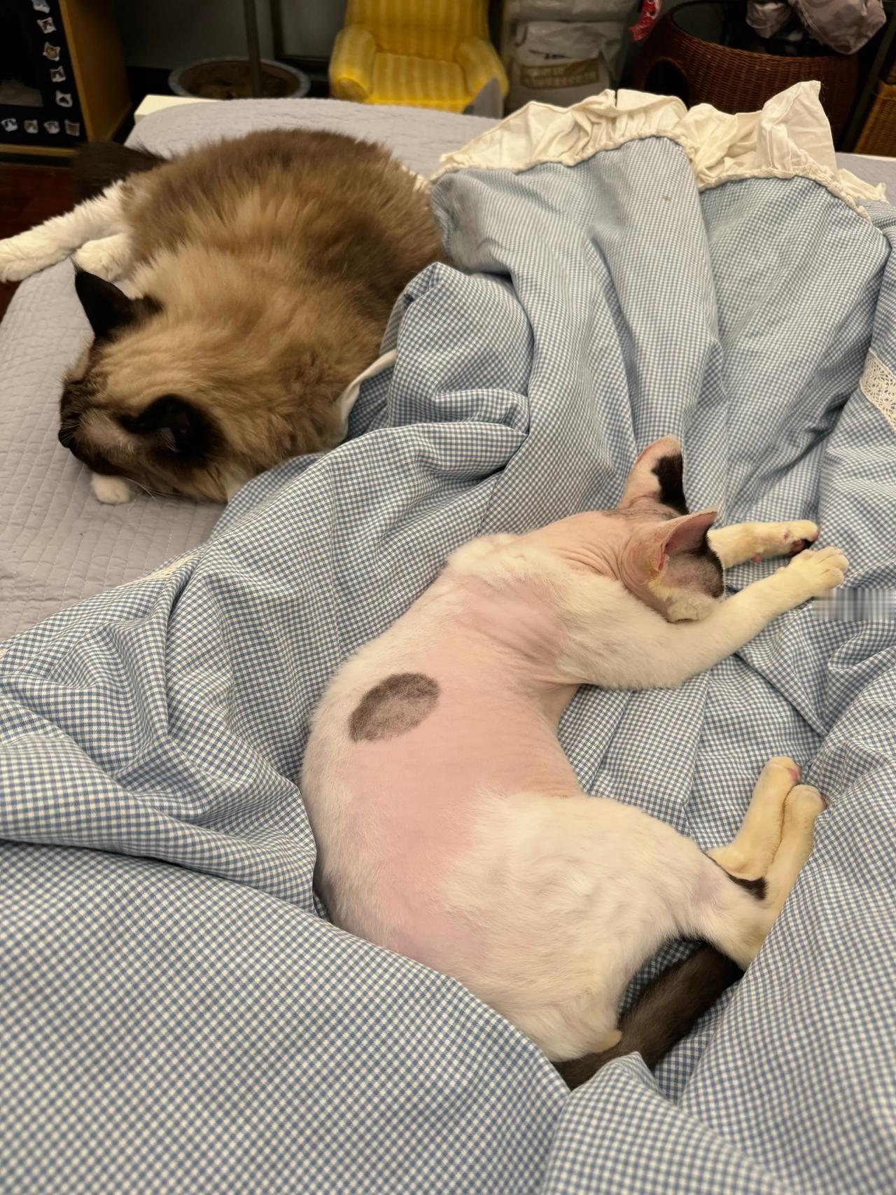 昨晚一觉睡了整整12小时。猫咪
