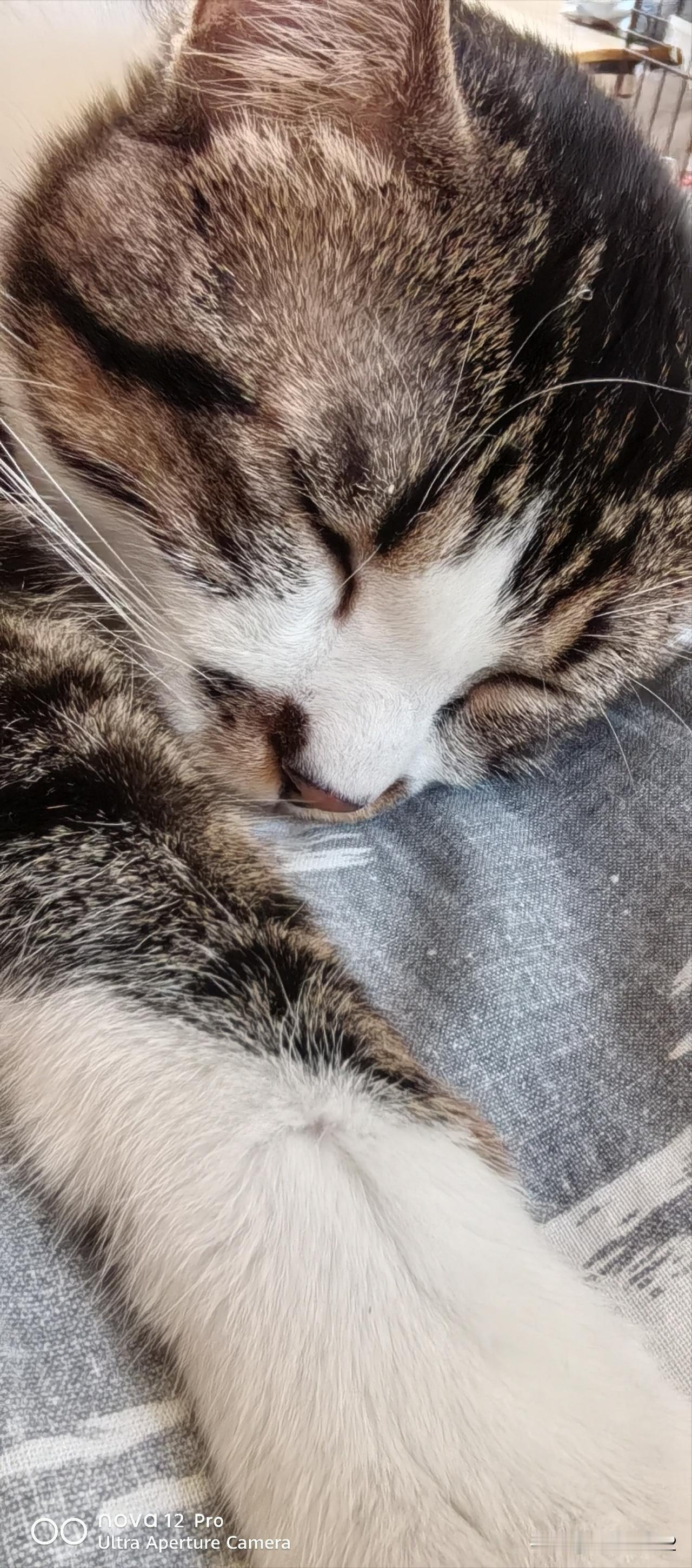 流量低，没办法，只有招财猫关注我了。