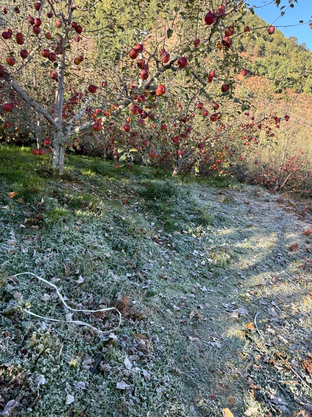 霜越大苹果越甜，今年进入倒计时，错过等明年