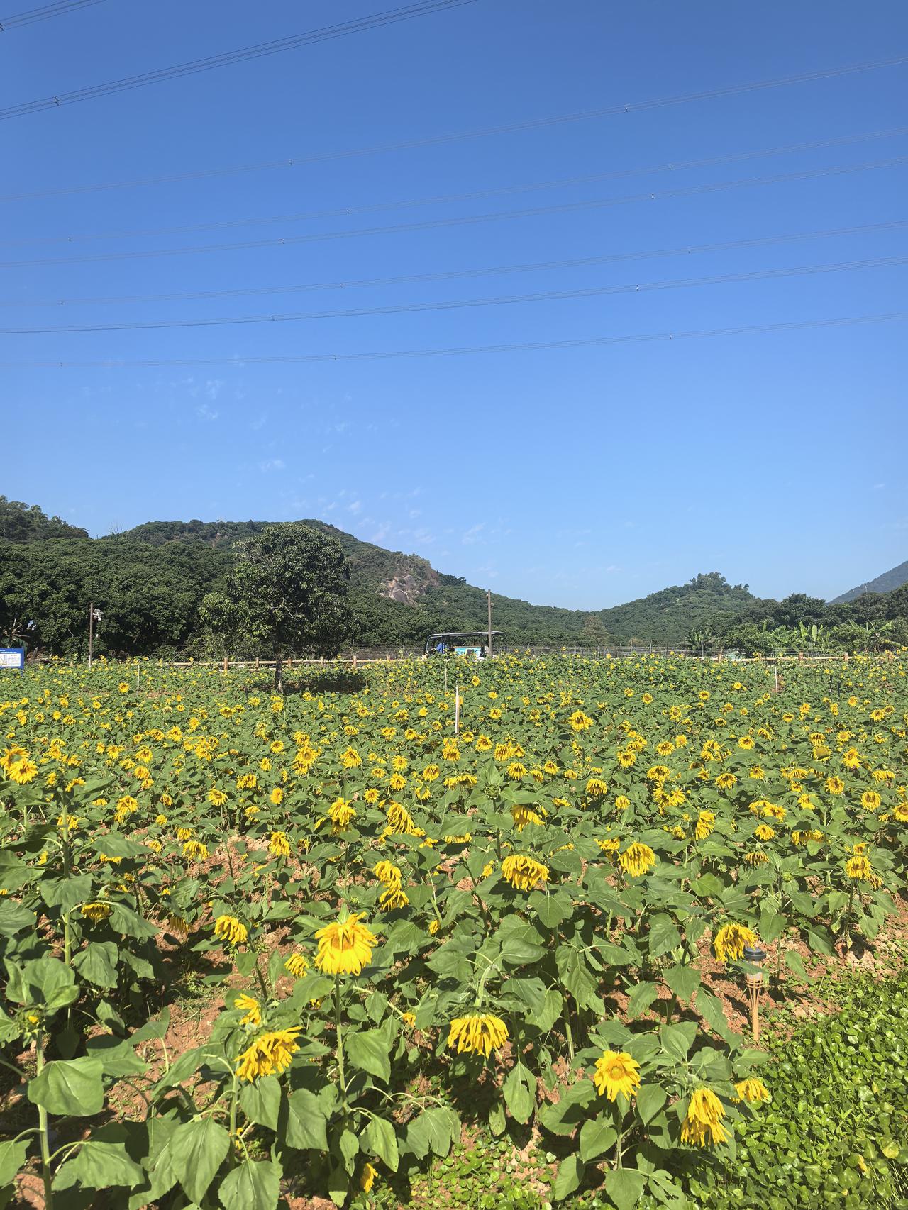 发一张图片，让我猜出你在哪里拍的这么蓝的天，这么青的山，还有盛开的向日葵。猜到猜