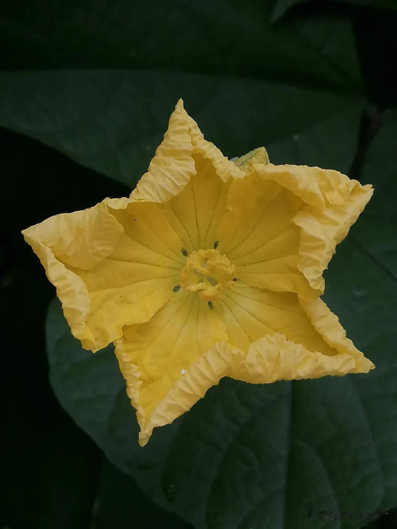 丝瓜花#通勤路上随手拍##手机随手拍秋花# #随手拍摄花卉#